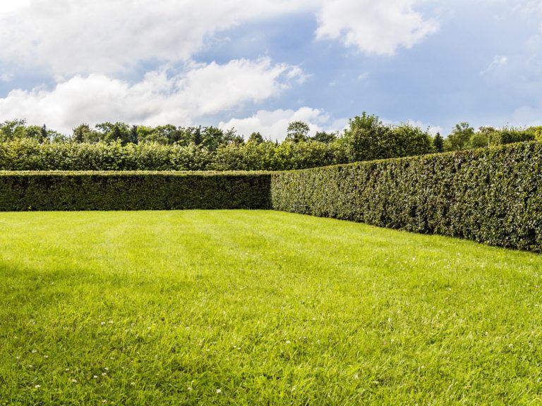 Lush green lawn enclosed by neatly trimmed hedges under a bright blue sky.