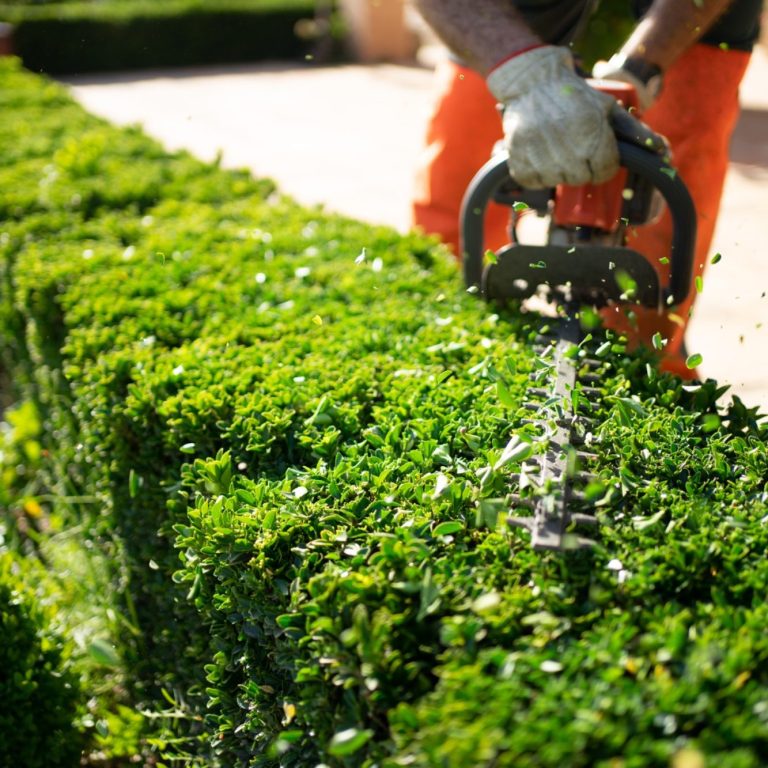 Trimming a neat hedge with a hedge trimmer. CGM